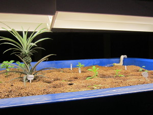 Pineapple plants as part of aquophonics program at Maplewood Richmond Heights high school. Photo by Marina Henke.