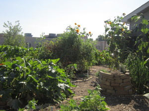 Maplewood Richmond Heights high school garden. Photo by Marina Henke.