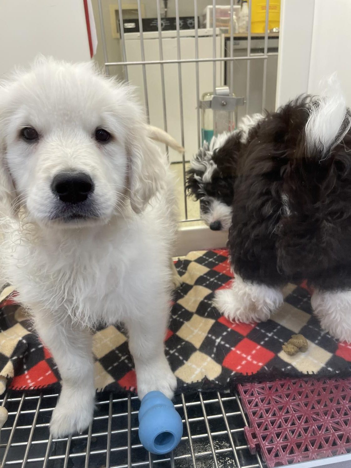 Petland has no Home in Saint Louis