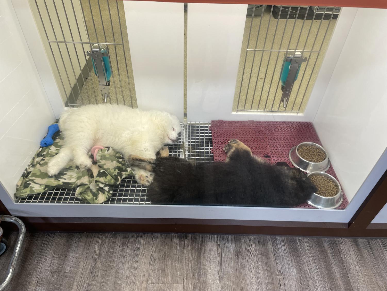 Petland has no Home in Saint Louis