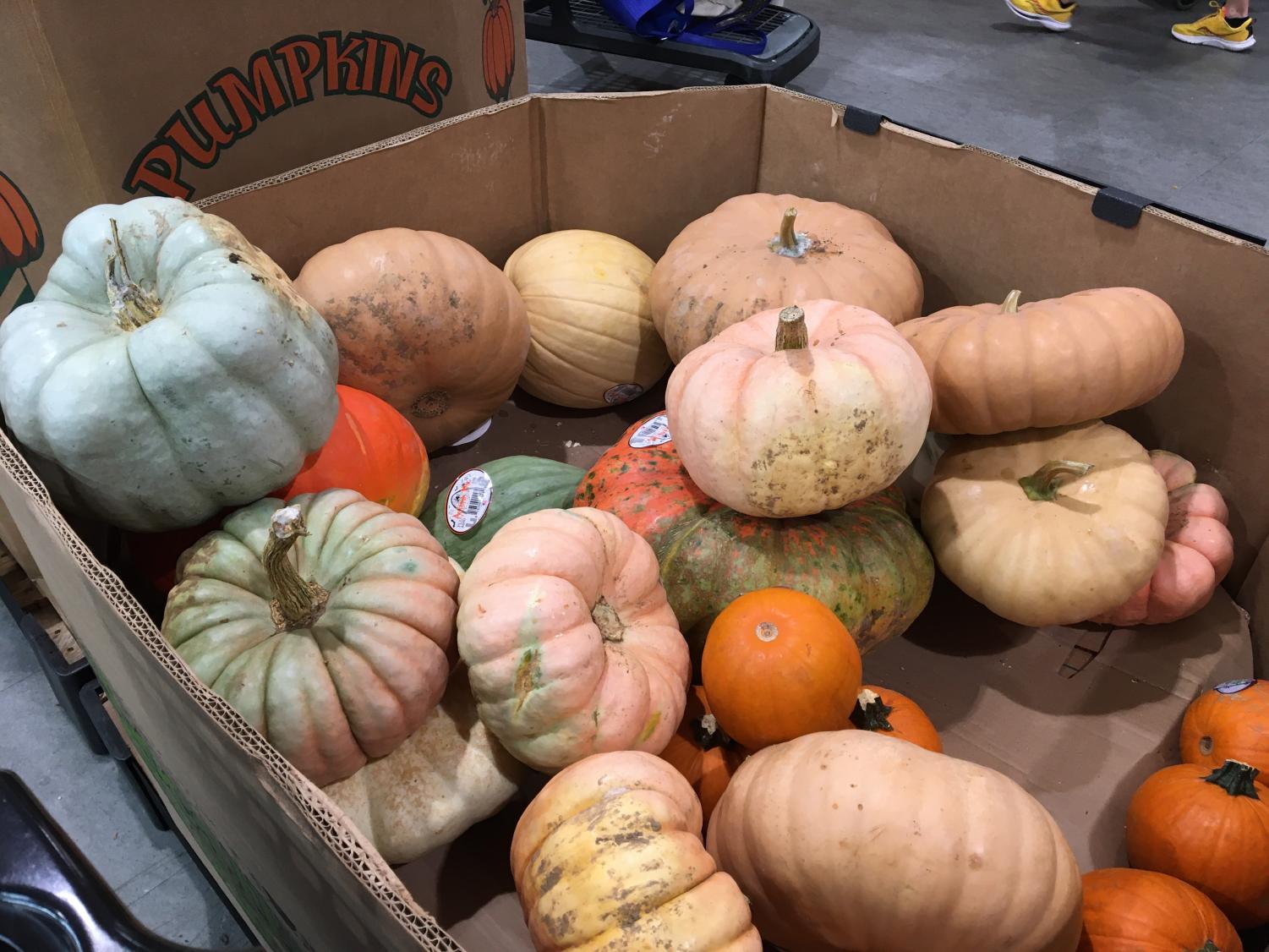 Picking Pumpkins