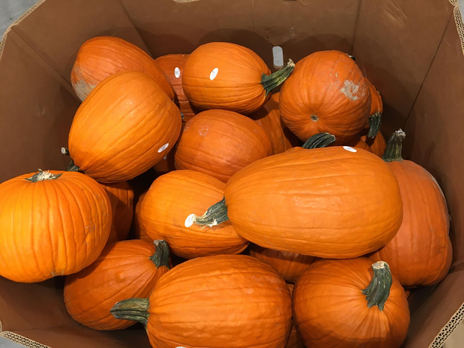 Picking Pumpkins