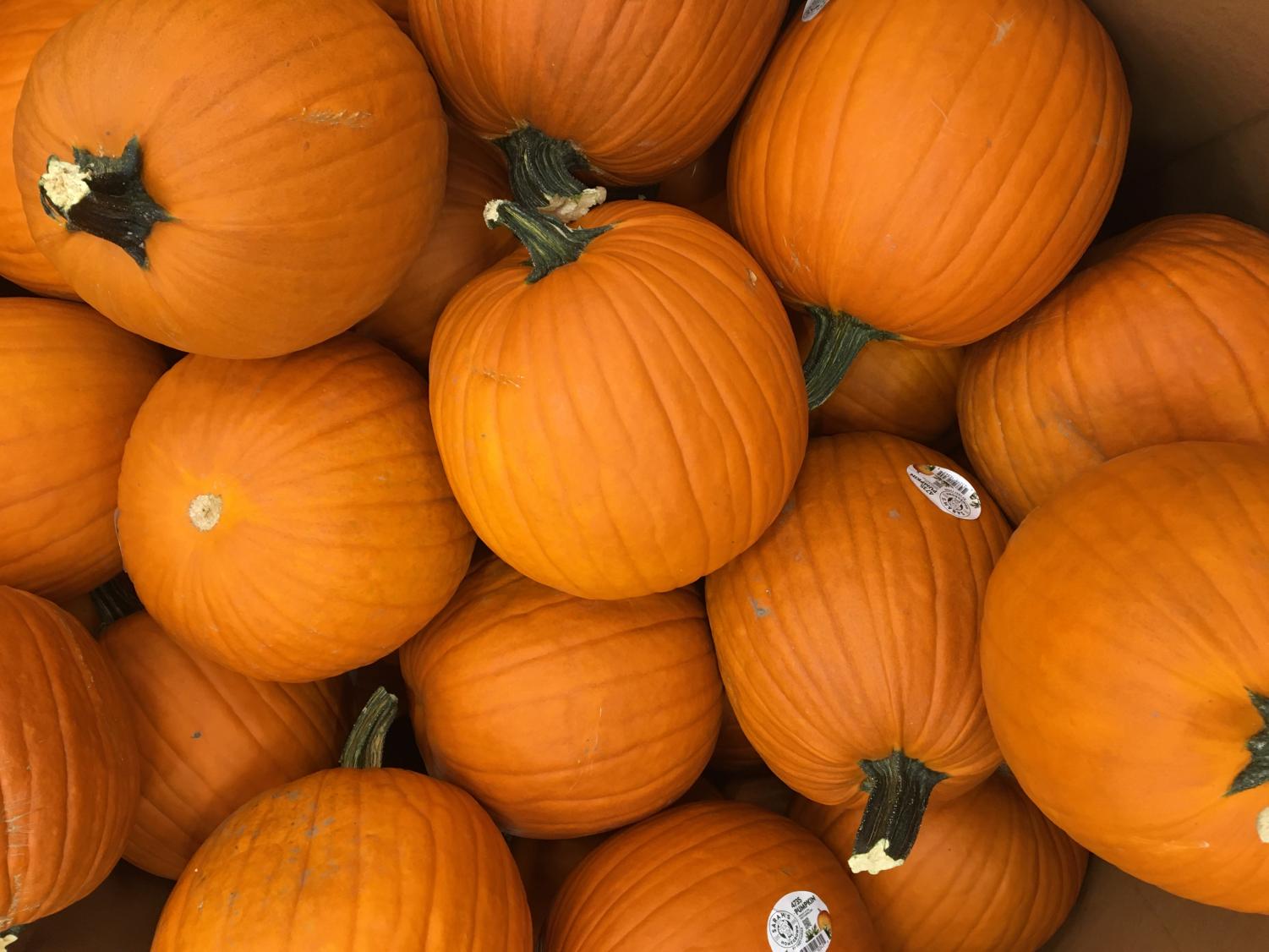 Picking Pumpkins