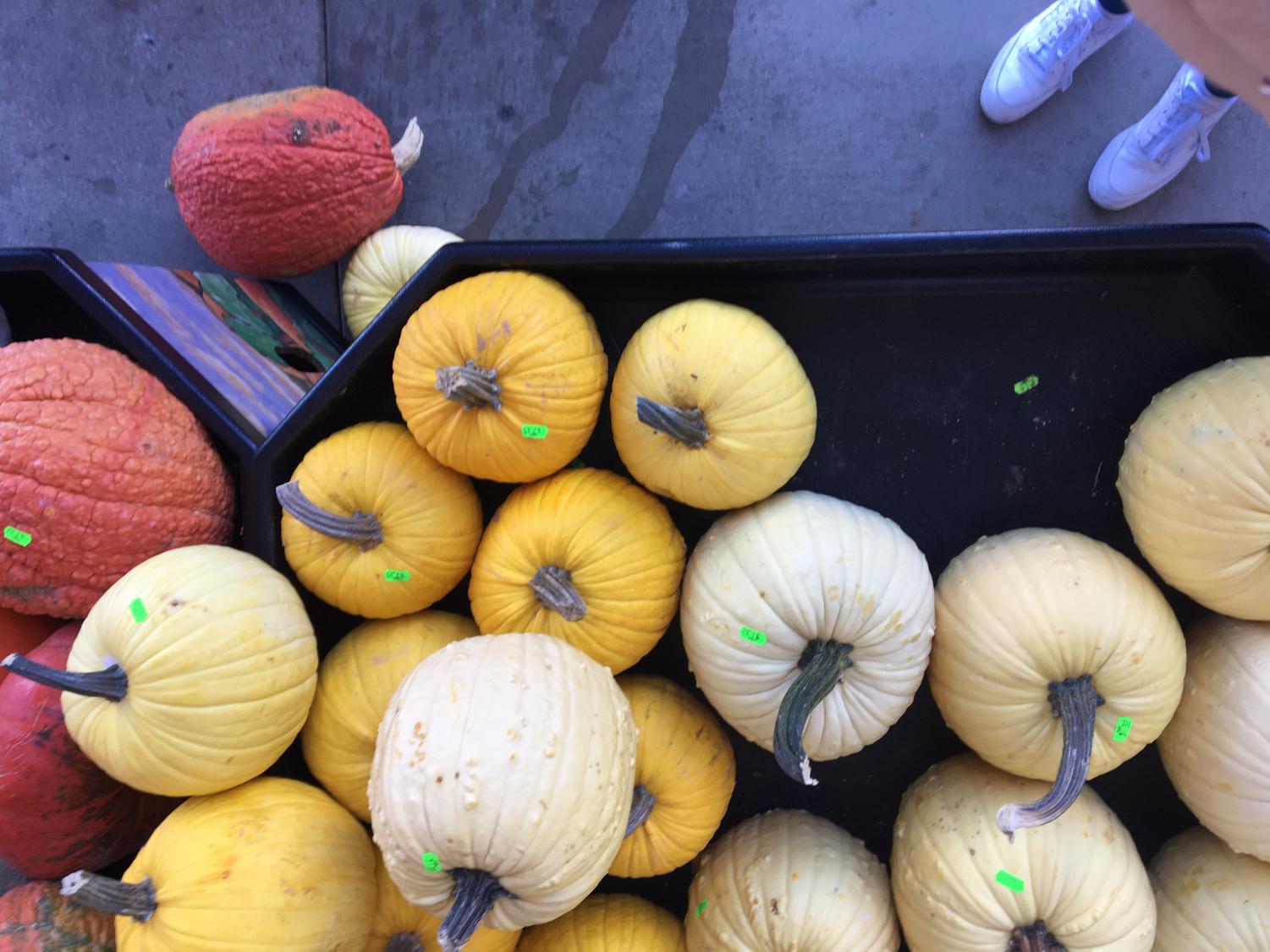 Picking Pumpkins