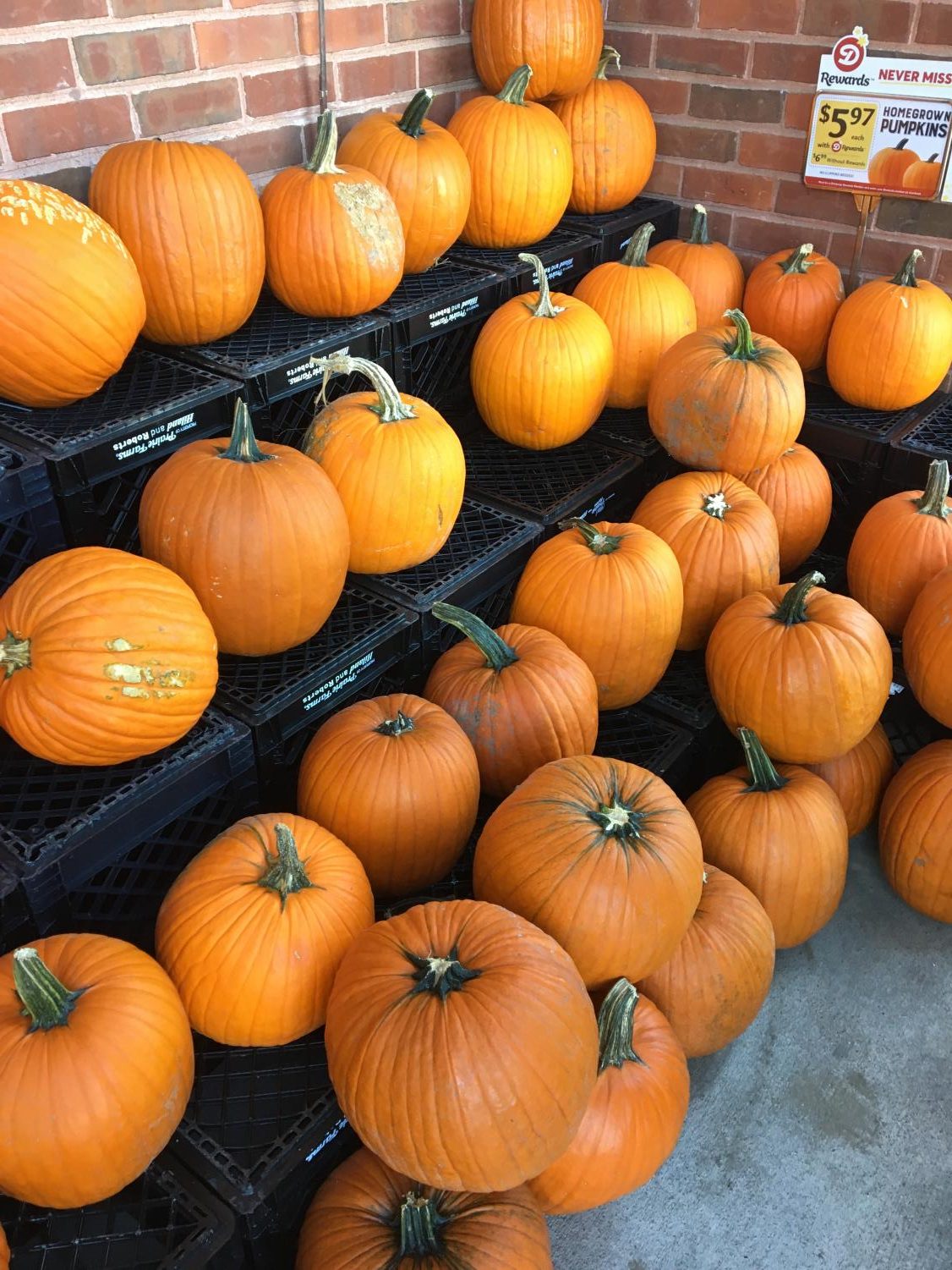 Picking Pumpkins