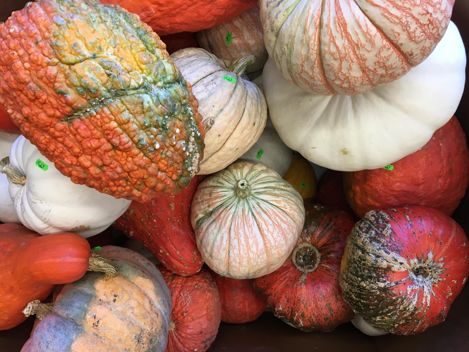 Picking Pumpkins