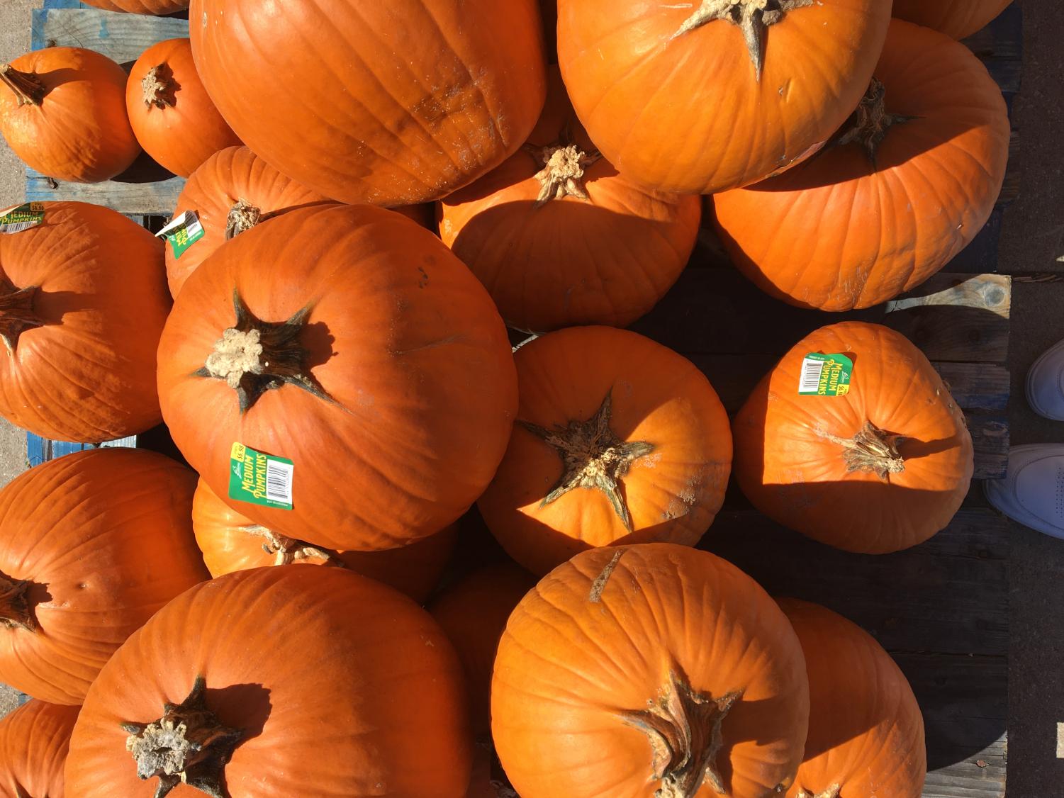 Picking Pumpkins