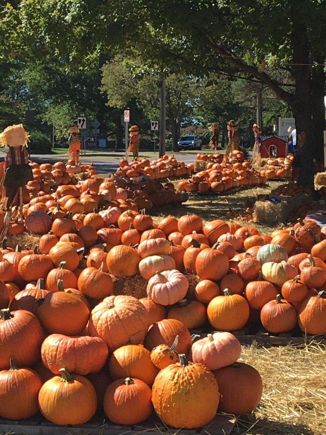 Picking Pumpkins