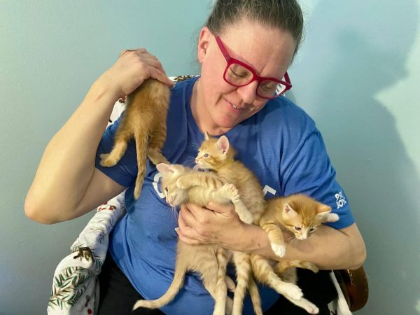 A friend of administrative assistant Debbie Dornfeld takes photos with her kittens before their adoption. Two of the cats were adopted the week before finals, and the other two were adopted on Christmas. "[I'm] not sad at all because these folks really wanted them. They're darling and adorable, and I love them dearly, but they're ready to grow and explore and be out of the bedroom I have them in," Dornfeld said. 